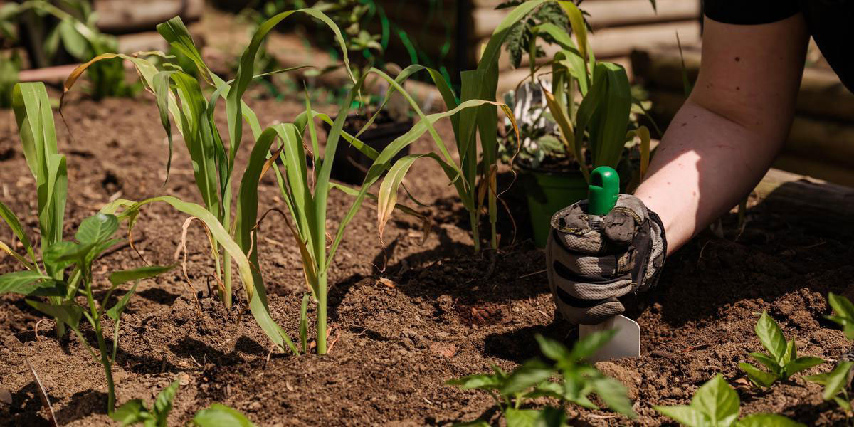A pair of gloved hands works in a garden with green plants growing.