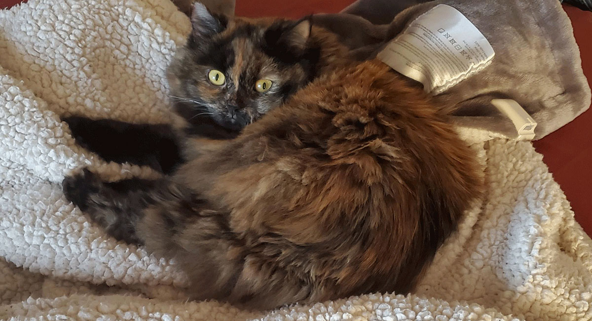 A fluffy tabby cat with yellow eyes on a blanket.